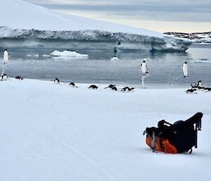 Image of four Adelie Penguins leaping out of the ocean onto the snow. The foreground displays snow with a hiking pack resting on the ground. The mid ground features the penguins as the focal point of the image. The background hosts the ocean with ice cliffs.