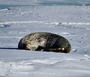 Image of a seal sleeping in the sun on the snow.