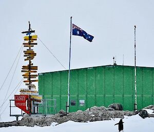 Image of an Adelie penguin walking away from the camera toward a green building (Green Store). The image features the Casey Station Signpost and flagpole with the Australian flag.
