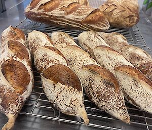 Fresh loaves of bread on a cooling tray
