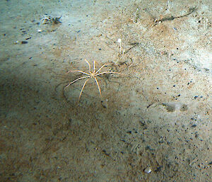 A giant 'sea spider' on a silty sea floor.