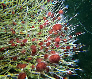 Long green-white filaments of tube building marine worms.