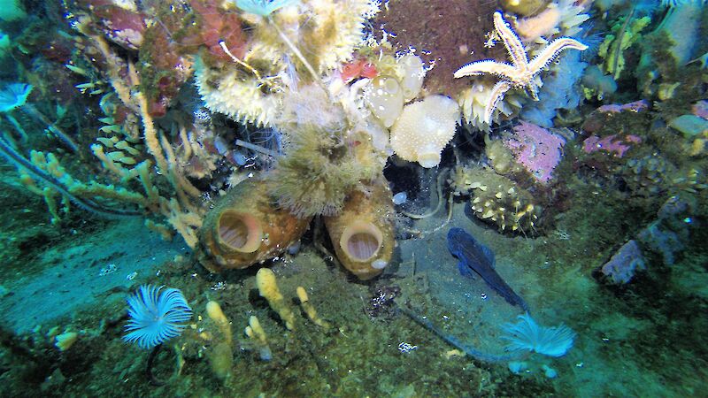 A variety of seafloor organisms clustered together, including a fish, star fish, sea suirts, sponges and sea pens.