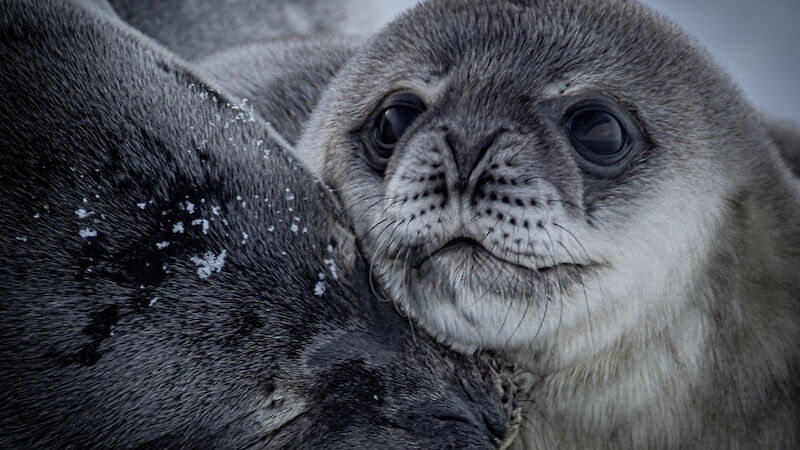 A baby seal snuggles up to its mother while looking in the camera