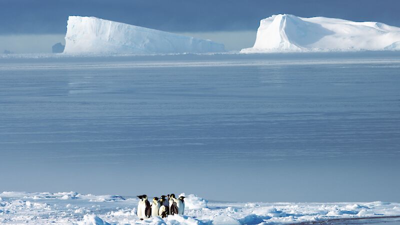 A group of emperor penguins stand on an ice floe with icebergs in the background