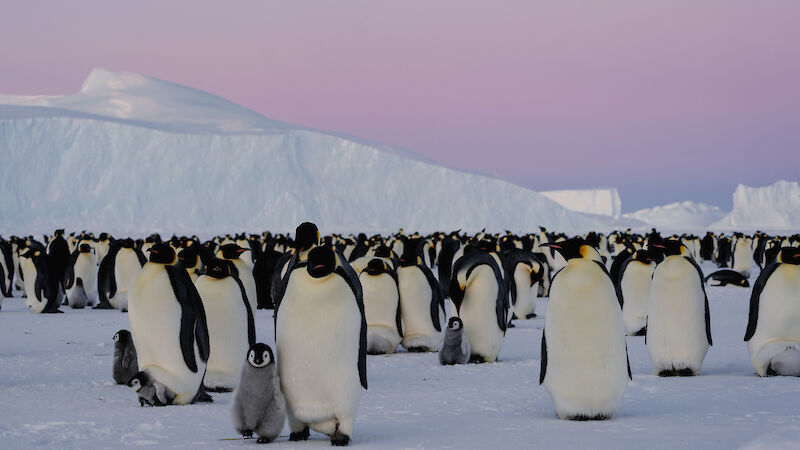 A group of emperor penguins, with a chick in the front, under a pink sky surrounded by snow
