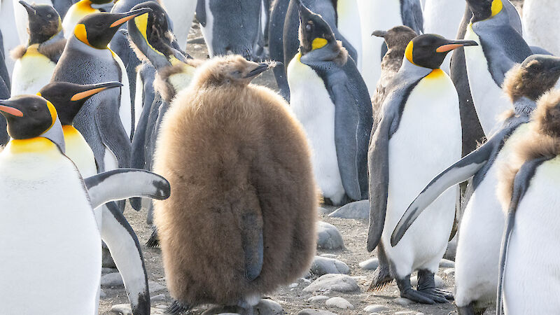 A large brown fluffy penguin stands in a group surrounded by king penguin adults, which are black, white and yellow