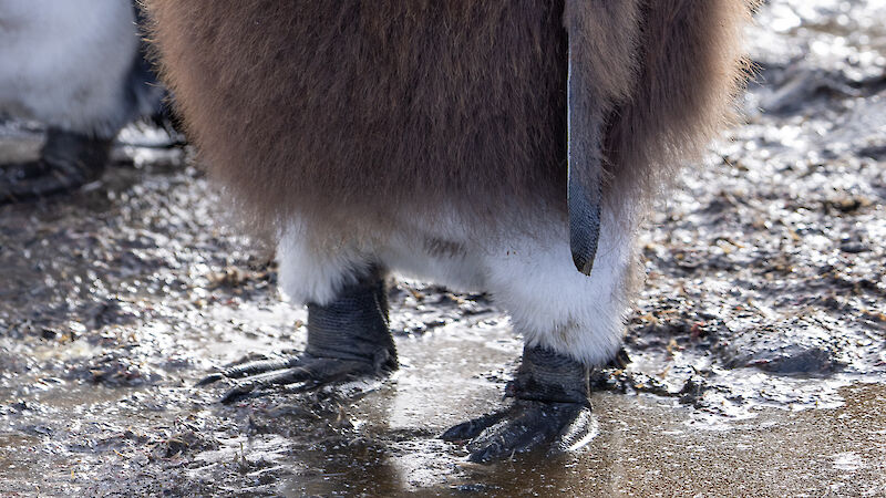 A brown fluffy penguin stands in a puddle, with white legs showing under his brown fluffy body