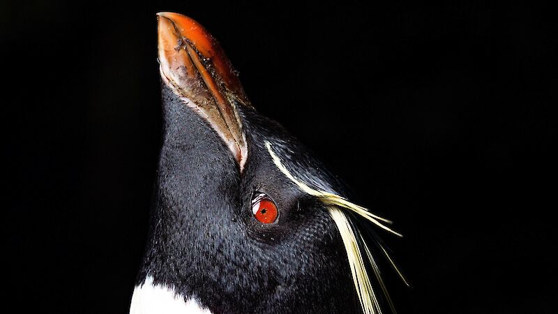 Side shot, close-up of a black and white penguin with yellow 'eyebrows'