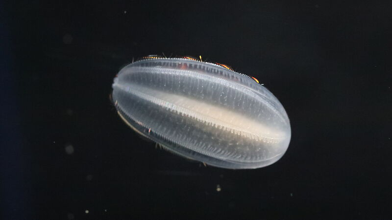 An oval-shaped sea creature, like a jellyfish, with iridescent seems running through it