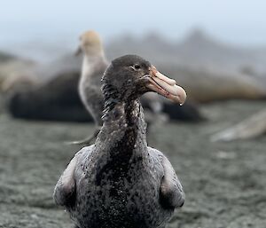 A large dark brown bird with a prominent beak sits on a grey beach