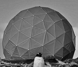 A penguin in front of the ANARESAT dome
