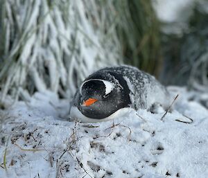 A penguin with a orange beak lies on snow
