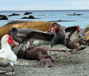 A big dark grey bird with a red beak eats a dead seal on a beach
