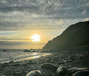 Sunset or sunrise over a grey rocky beach with elephant seals lying on it
