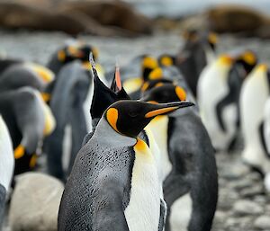 large grey and white penguins standing on a rocky beach, with a bit of orange on their heads