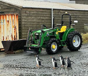 Four penguins walk in front of a green loader