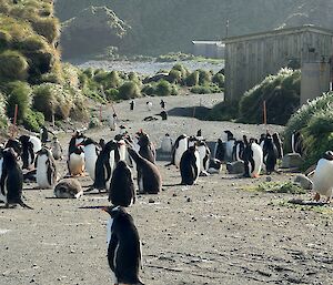 A gravel road with tussock grass each side and lots of penguins on it