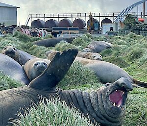 A big male elephant seal raises a flipper with fuel tanks in the background