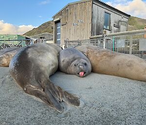 Three big elephant seals in the foreground, dark green wooden building behind