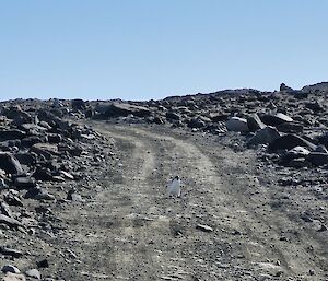 A penguin walking across a section of the track