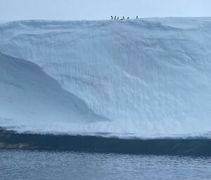 A group of penguins on the top of an ice cliff looking down on the water.