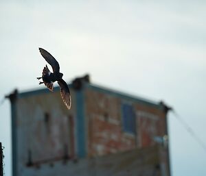 A Wilson's storm petrel at Beche Island