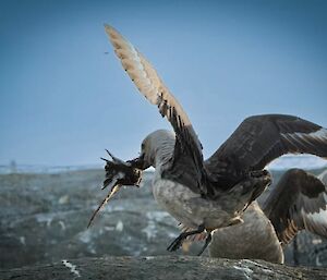 A skua with a small bird in its beak