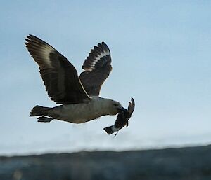 A skua taking the Wilsons storm petrel on the wing