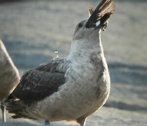 A skua gulps a small bird down whole