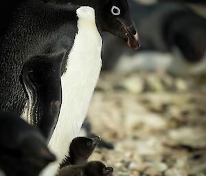 Adélie penguin with two chicks on Bechervaise Island near Mawson
