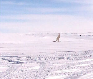 A silhouette of a kangaroo on the snow.