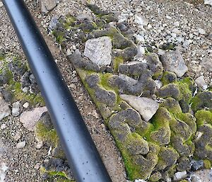 Image of rocks covered with green and brown moss.