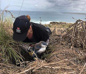 Researcher wearing a black ball cap lies across tussocks and holds a fairy penguin