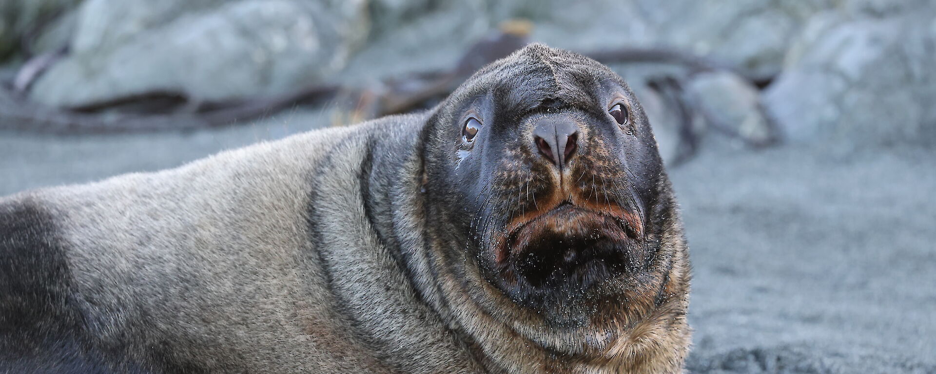 Face on shot of a large sea lion with a fat wrinkly neck