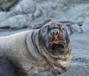 Face on shot of a large sea lion with a fat wrinkly neck