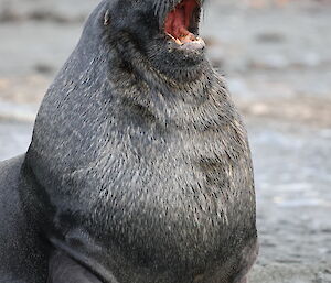 Large male sea lion with mouth open