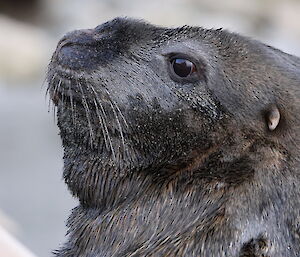 Close up of the large male sea lion looking sweet