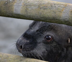 Large male sea lion's face between fence palings