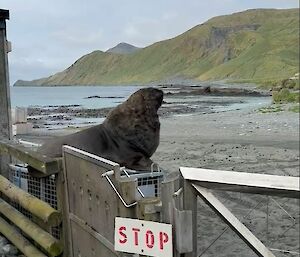 Male sea lion, looking very large, on the beach outside the station gate