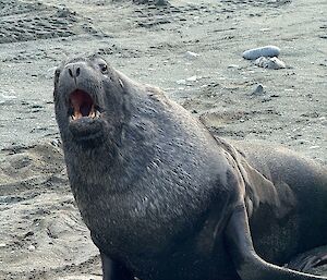 Male sea lion looking aggressive with mouth open