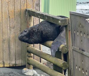 Large male sea lion trying to get through the fence