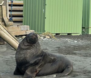 Large male sea lion in the station yard