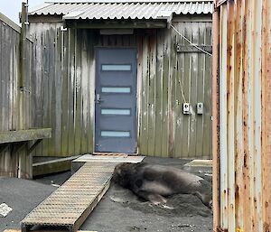 Large male sea lion lying in the dirt near a walkway to a building