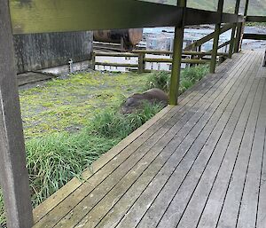 Sea lion lies in the grass near a building