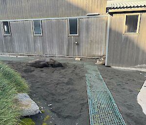 Large male sea lion lying in dirt near another walkway
