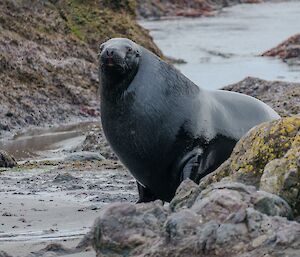 A large dark grey male sea lion, full body, on a beach with large rocks around