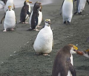 A group of gentoo penguins hanging around on a grey sandy beach