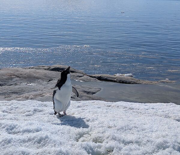 Image depicts an Adelie Penguin as the centre of focus. The foreground is snow covered rock. The mid features the rocky shoreline and the background show the horizon with a rocky island and a blue sky.