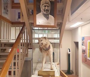 A taxidermied husky and a photo of Douglas Mawson in a station room